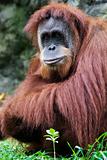 Orangutan (Pongo pygmaeus), Borneo, Indonesia