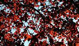 Red Maple Background