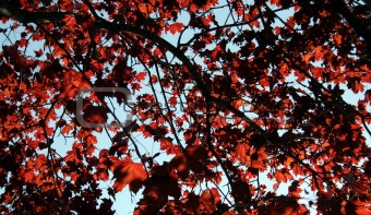 Red Maple Background