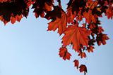 Copper Maple Leaves
