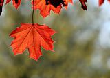 Backlit Copper Maple Leaf

