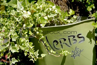 Herbs Pot