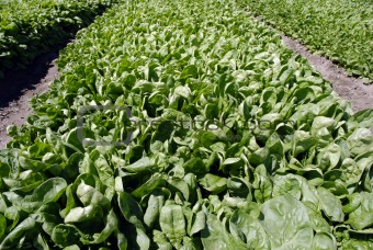 Spinach Crop
