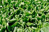 Spinach Crop