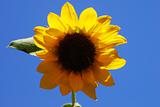 Miniature Sunflower