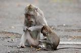 Monkeys eating some nuts