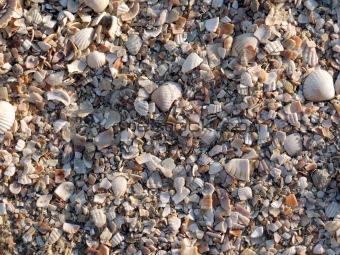 The small broken cockleshells on a beach. Background. 2