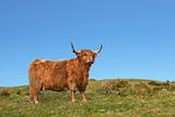 Dexter Highland Cow