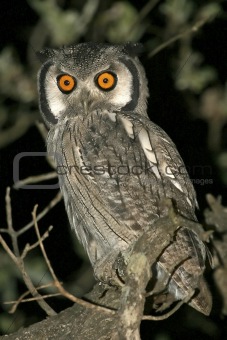 whitefaced owl