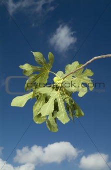 figs on branch