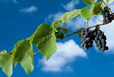 black grapes on vine against cloudy blue sky