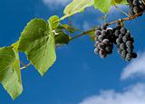 black grapes on vine against cloudy blue sky