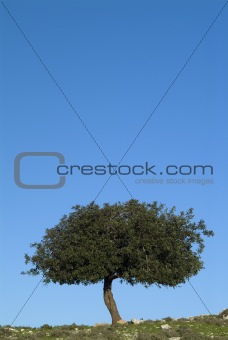 oak tree and blue sky_1