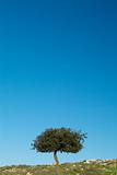 oak tree and blue sky_2