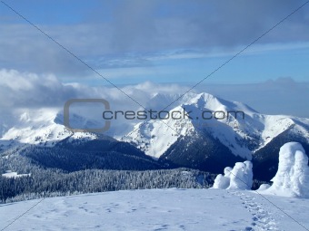 winterforest in the  mountains