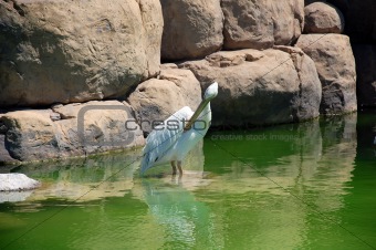 a pelikan in a zoo