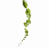 Isolated vine with green leaves