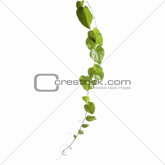 Isolated vine with green leaves