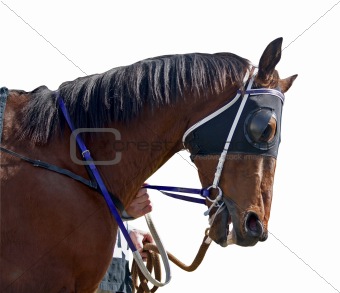 Racehorse with Blue Reins