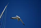 Seagull in a blue sky.