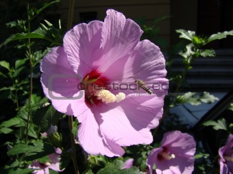 pink flower + bee