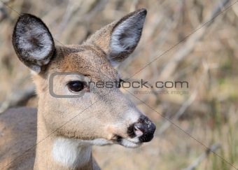 Whitetail Deer Doe