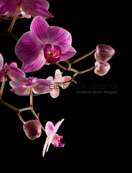 pink stripy backlit phalaenopsis orchid isolated on black, 