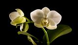 white backlit phalaenopsis orchid isolated on black;