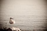 Juvenile Seagull on the Rocks