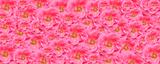 pink rose texture wallpaper floral backdrop