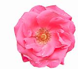 pink rose blossom spring flower