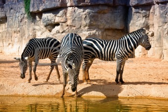 zebras at the watering