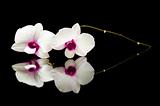 small branch of beautiful white dendrobium orchid with dark purple centers on black reflective surface 
