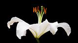 white lily flower isolated on black background