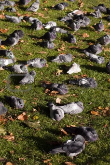 Relaxing Pigeons