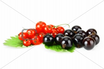 Black and red currant