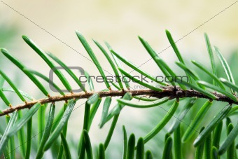 Twig of a fir tree