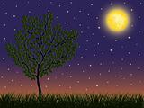 Night background with a tree