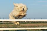 jumping dog