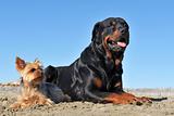 rottweiler and yorkshire terrier