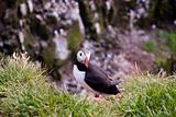 Puffin on the green grass - Iceland