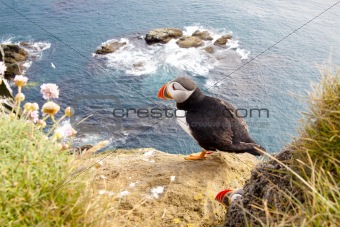 Puffin on the rock - Latrabjarg, Iceland