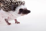 Autumnal animal, Hedgehog