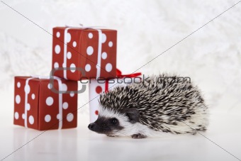 Hedgehog christmas