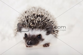 Autumnal animal, Hedgehog