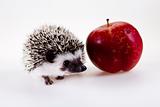 Hedgehog with apple