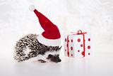 Hedgehog christmas