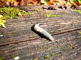 snail, slug