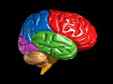colorful brain model