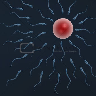 sperm swiming to egg